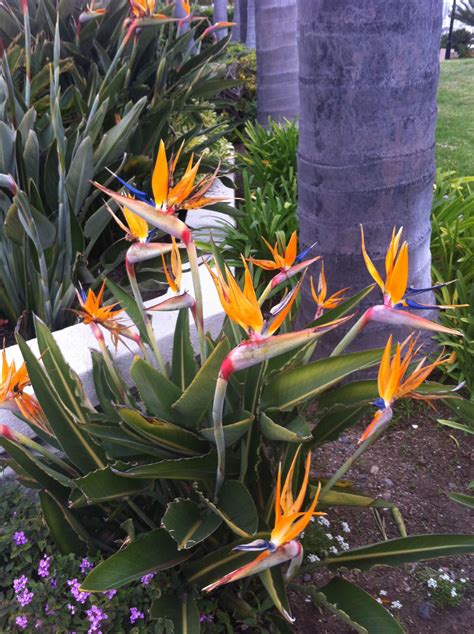 Bird of paradise growing conditions caring for outdoor bird of paradise ...