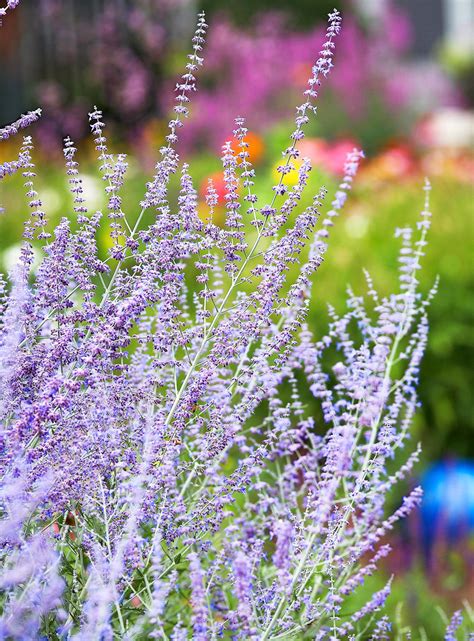 How to Plant and Grow Russian Sage