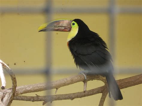 Cat Rescuing, Sunderland: LANZAROTE: ENCOUNTERS WITH ANIMALS PART 2 --GUINATE WILDLIFE PARK