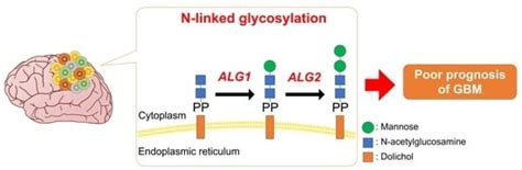 The Bioinformatics Identification of Potential Protein Glycosylation ...
