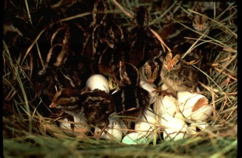 Quail Predators 的图像结果