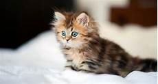 gatti persiani costo gatto persiano variet 224 carattere e caratteristiche dei gatti persiani costo gatto persiano variet 224 carattere e caratteristiche dei