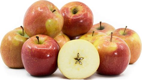 Image result for Apple System.Data