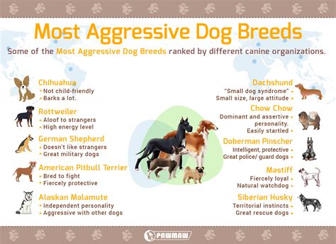 Most Aggressive Dog Breeds [With Pictures]