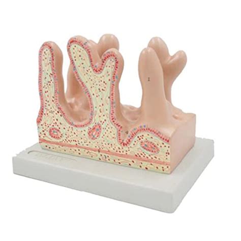 Buy d Model of Intestinal Villi - Human Three Dimension Anatomical ...