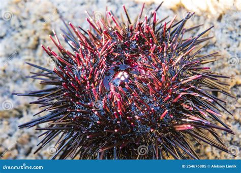 Black and red sea urchin stock image. Image of shellfish - 254676885