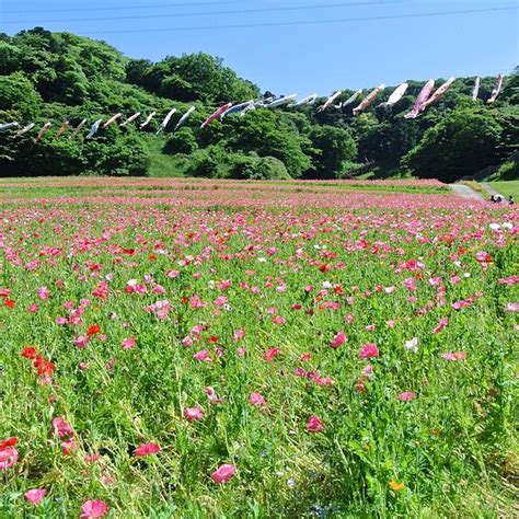 Ohtawa Tsutsuji no Oka (Yokosuka) - All You Need to Know BEFORE You Go