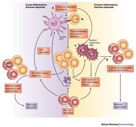 infection vs inflammation