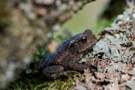 Close-up of frog on rock | Premium Photo