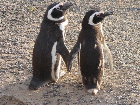 Magellanic Penguin Biology - Center for Ecosystem Sentinels