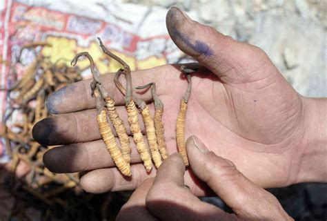 Caterpillar fungus: Prized Himalayan commodity is depleting steadily