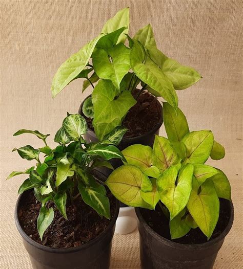 Set of 3 Syngnoniums | TheGreenyard.in