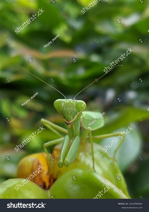 Desember 2022 Praying Mantises Predators Small Stock Photo 2242990963 | Shutterstock