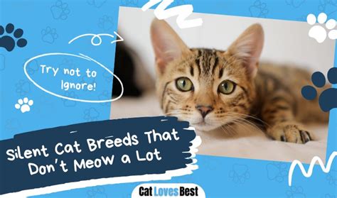 Image result for Cat Stack Sticker