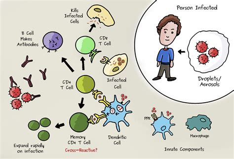 Cell Mediated Response Cartoon Cell Mediated Immunity (CMI): T Cell