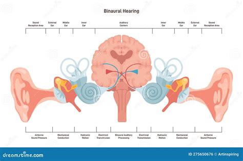 Maximum Hearing Capacity Of Human Ear at Brianna Hort blog