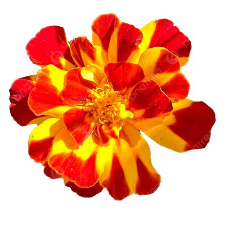 Red And Yellow Flower Logo