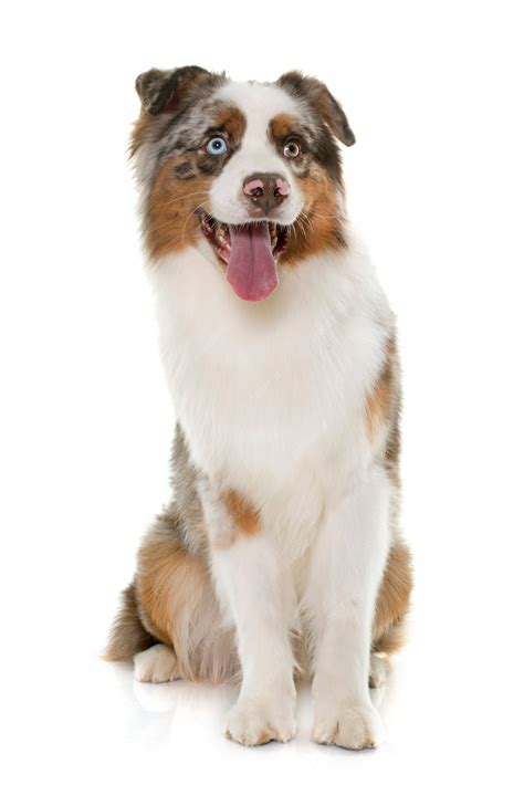 Premium Photo | Brown australian shepherd