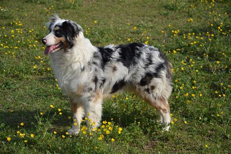 Australian Shepherd – GoofyTails