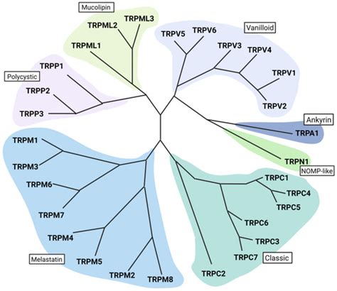 TRP Channels: Recent Development in Translational Research and ...