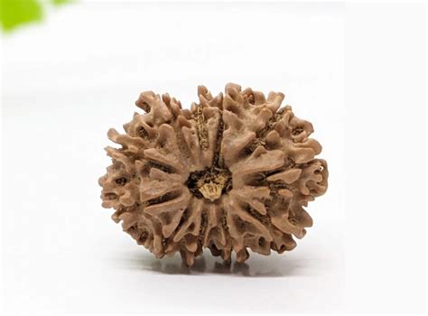 11 Mukhi Rudraksha Nepali | ISHAVIBES.COM