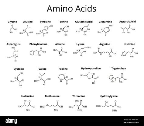 Amino Acid Chemical Formulas at Nathan Dillon blog
