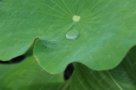 Drops on lotus leaf | Premium Photo