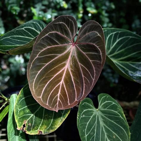 Anthurium King of Spades | Soiled