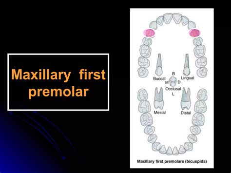 Maxillary Premolars | PPT | Dental Health | Diseases and Conditions