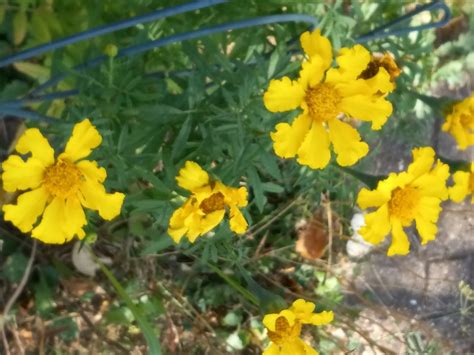 Open Air Art and Garden Party, Wyverns Trove Museum, Columbus, 6 June ...