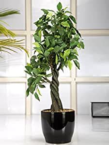Buy Fourwalls Artificial Ficus Plant (Green, 1 Piece) Online at Low ...