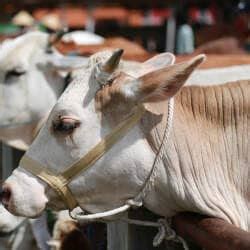 Top Cattle Markets in Durgapur near me - Justdial