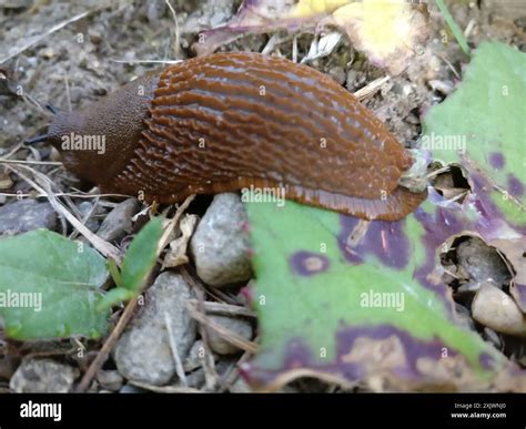 Spanish Slug (Arion vulgaris) Mollusca Stock Photo - Alamy