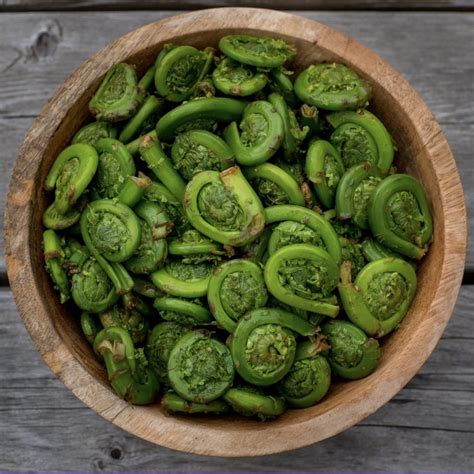 Exploring The Top Fiddlehead Health Benefits – Mega Infinity SSH