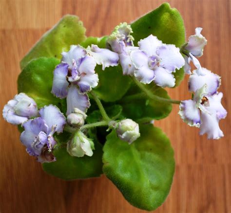 Imps Berry Smash Miniature African Violet Plant | African violets ...