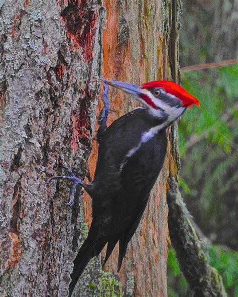 Why Do Woodpeckers Peck On Metal at William Wooden blog