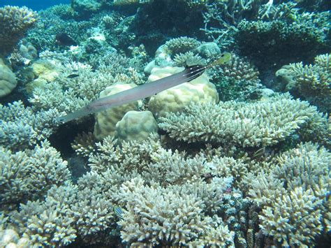 Can fish swim backwards? - Ocean Dimensions