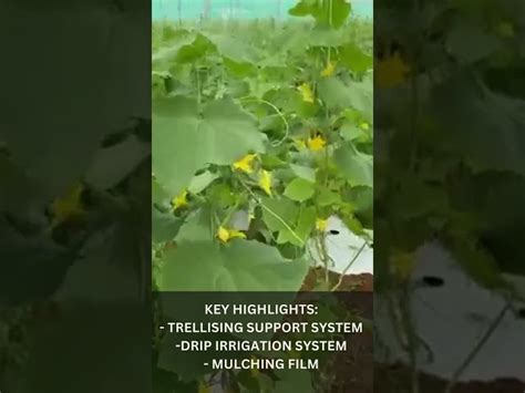 Greenhouse Structure - Nursery Poly House Manufacturer from Gandhinagar