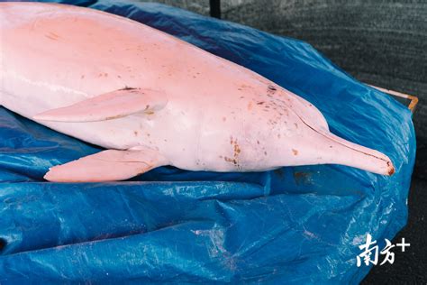 视频|在惠州搁浅的中华白海豚曾在香港出没，解剖发现……_南方plus_南方+