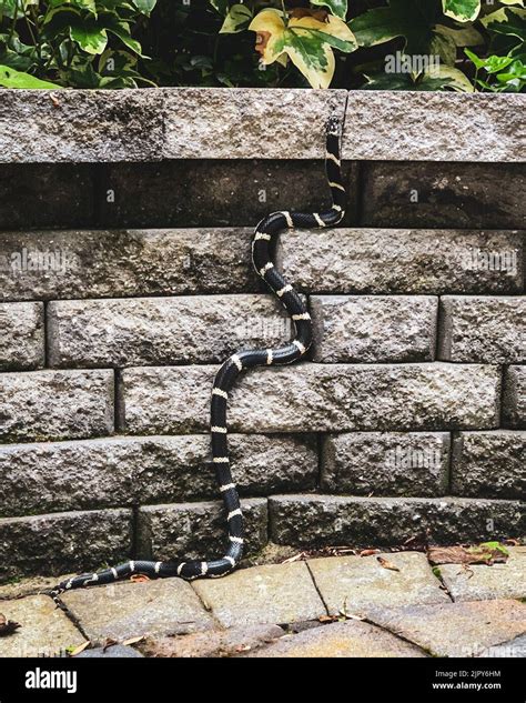 Black Snake With White Stripes Dream at Humberto Watts blog
