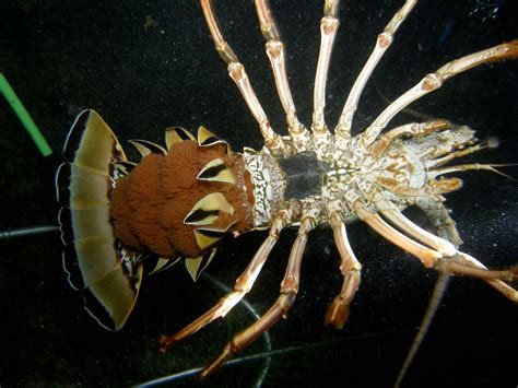 Bildergebnis für lobster+while+pregnant