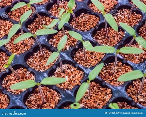 Nursery Tomato Seedlings in Peat Moss Soil. Stock Image - Image of ...