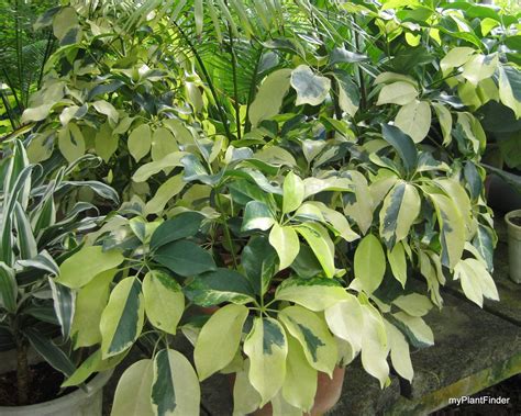 MY PLANT FINDER | Plant Guide: Schefflera arboricola cultivar