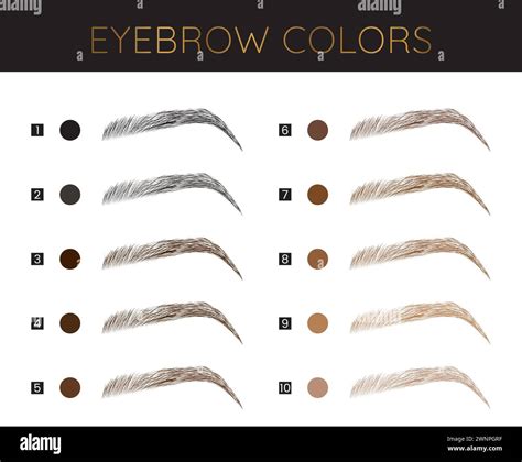 Eyebrows Colors Chart Fashion Make Up Illustration Stock Vector Image & Art - Alamy