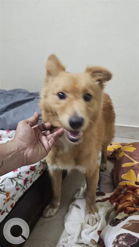 A Brown Pomeranian Dog Found from Hyderabad - Fooundit
