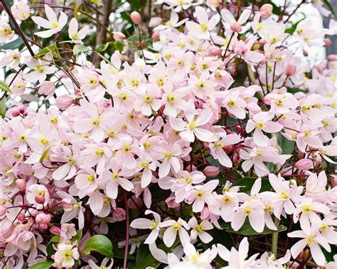 7 Evergreen Climbing Vines – For Surfaces That Look Good Year-Round ...