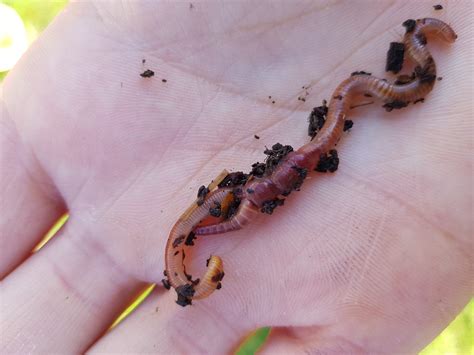 How Do Worms Reproduce? ... The Curly Question