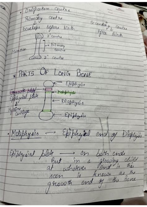 SOLUTION: Parts of long bone - Studypool