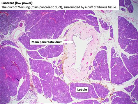 Pancreatic Duct Histology