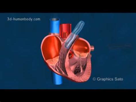 Image result for Single Line Design Vector Color